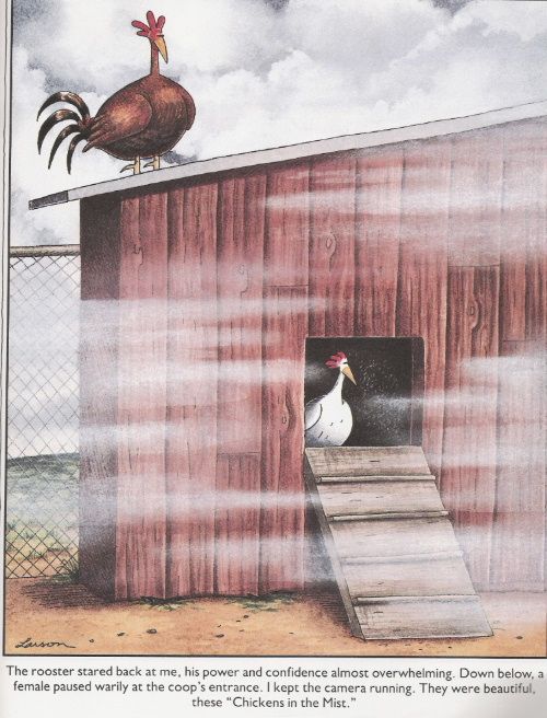 Far side comic about chickens in the mist